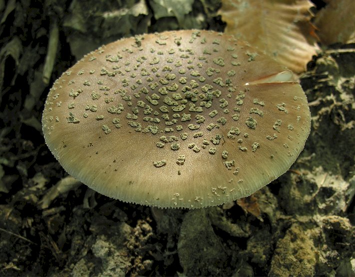 Amanita rubescens